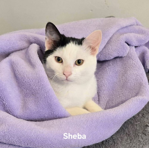 SHEBA - Domestic Short Hair available for adoption