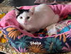 Sheba - Photo 3