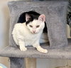 Sheba - Photo 5