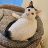 Sheba - Photo 1