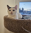 Sheba - Photo 4