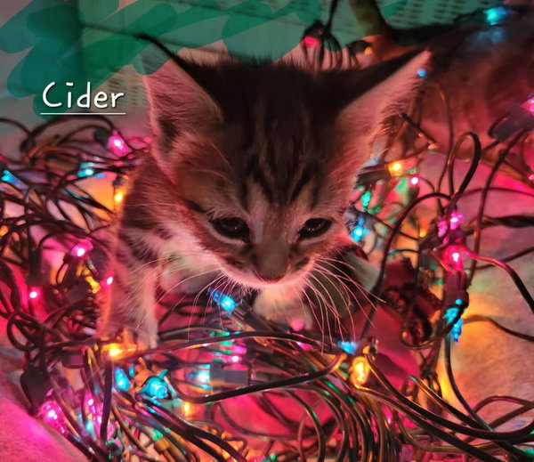 Cider