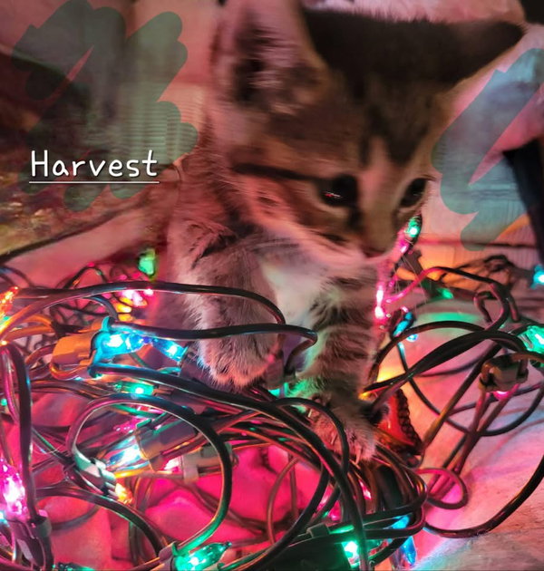 Harvest