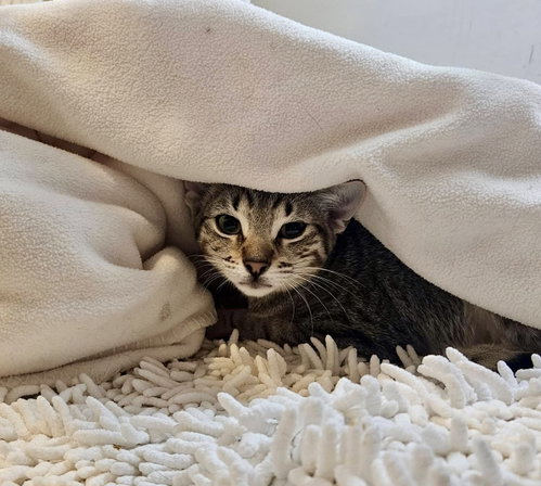 Harvest, Baby Domestic Short Hair / Mixed, cat for adoption in Lakewood, New Jersey