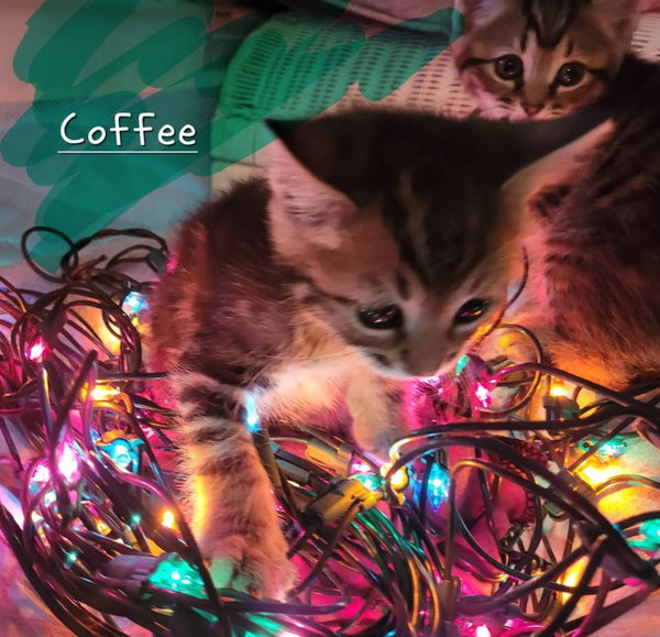 Coffee