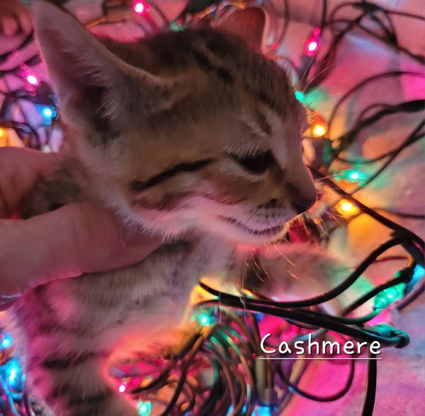 Cashmere