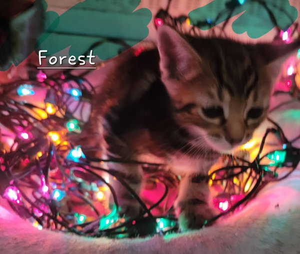 Forest