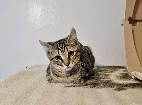 Forest, an adoptable Domestic Short Hair in Penndel, PA