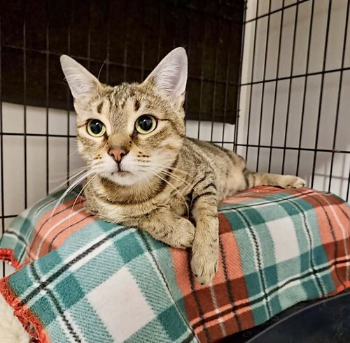 Lindy, Adult Domestic Short Hair / Mixed, cat for adoption in Lakewood, New Jersey