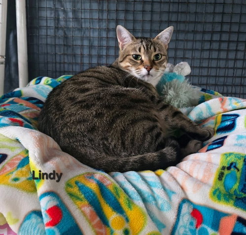 Lindy, Adult Domestic Short Hair / Mixed, cat for adoption in New Brunswick, New Jersey