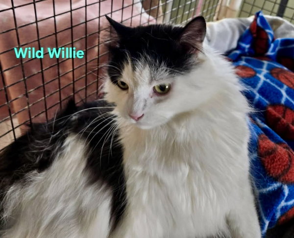 Wild Willie