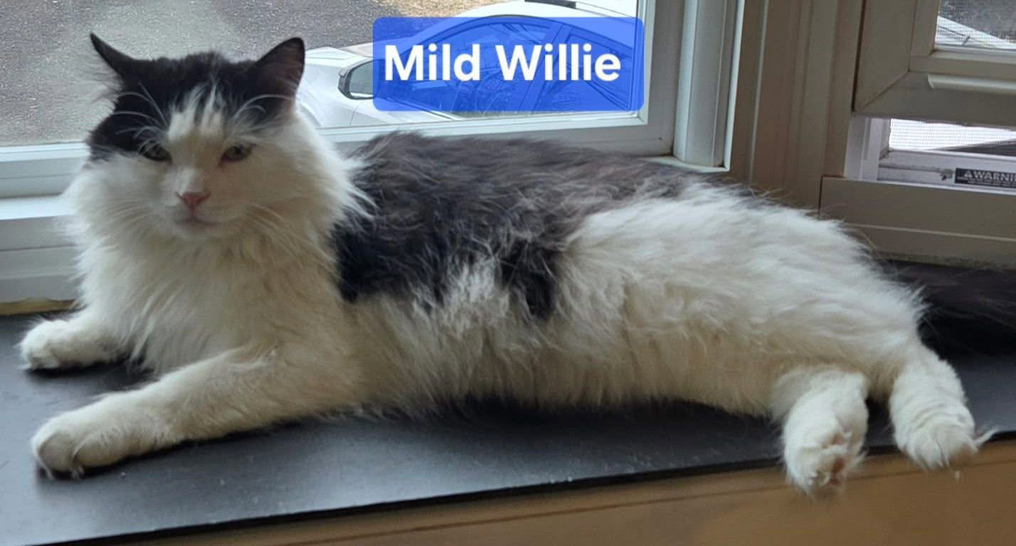 Wild Willie