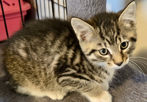 Syrup, an adoptable Domestic Short Hair in Penndel, PA