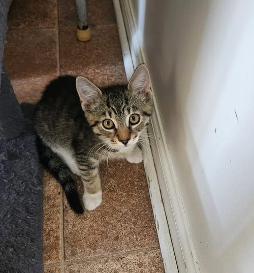 Syrup, Baby Domestic Short Hair / Mixed, cat for adoption in Camden, New Jersey