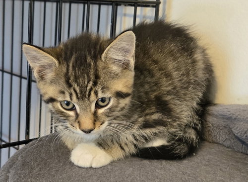 Biscuit, an adoptable Domestic Short Hair in Penndel, PA