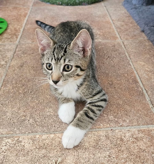 Biscuit, Baby Domestic Short Hair / Mixed, cat for adoption in Camden, New Jersey