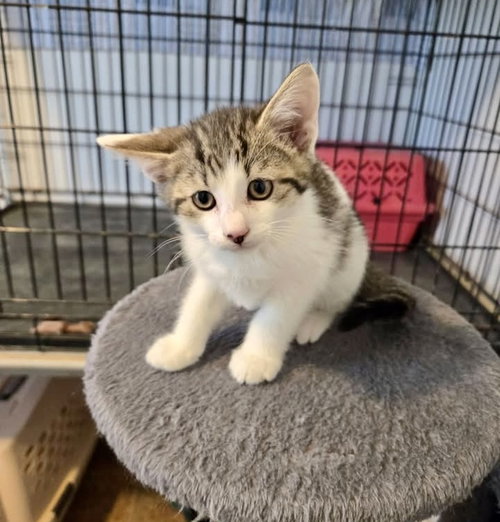 Waffles, an adoptable Domestic Short Hair in Penndel, PA