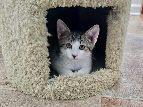Waffles, Baby Domestic Short Hair / Mixed, cat for adoption in Camden, New Jersey