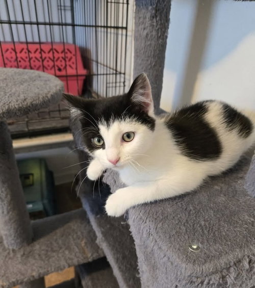 Scott, an adoptable Domestic Short Hair in Penndel, PA