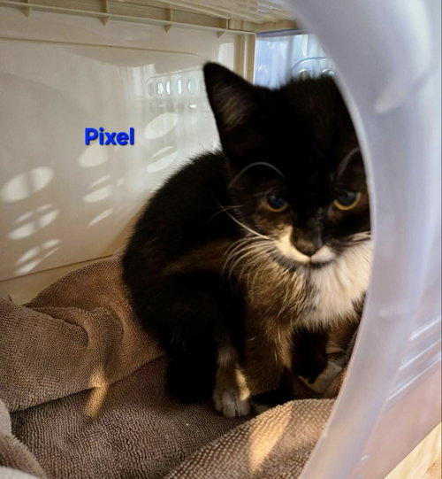 Pixel, an adoptable Domestic Short Hair in Penndel, PA