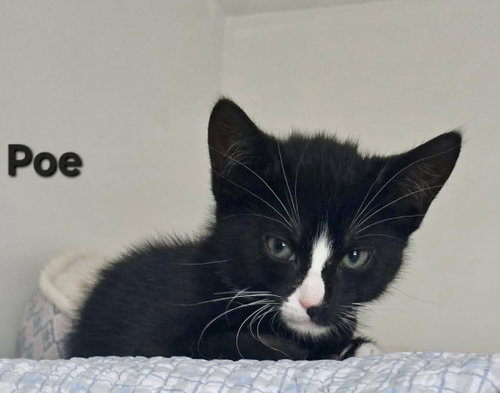 Poe, Baby Domestic Short Hair / Mixed, cat for adoption in New Brunswick, New Jersey