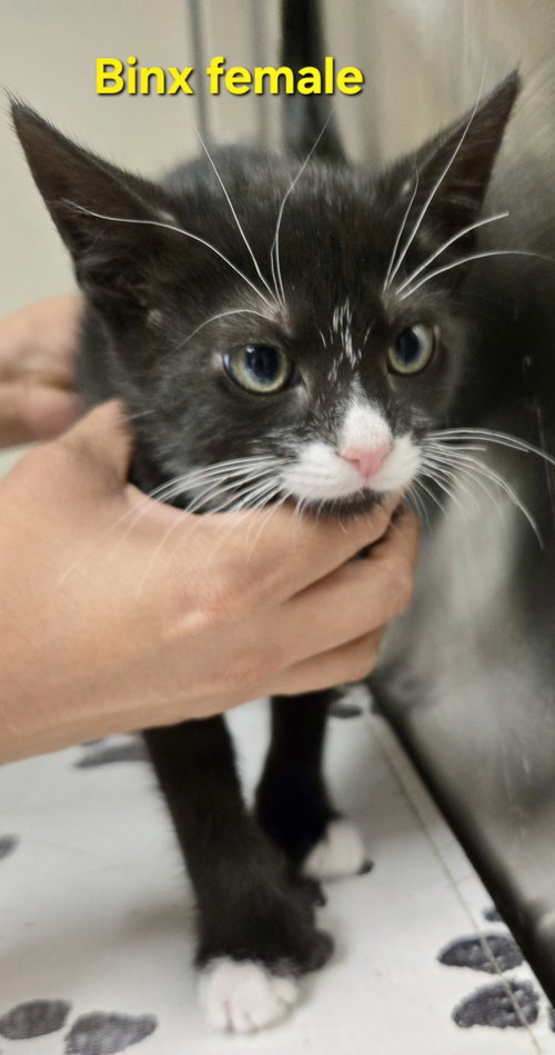 Binx, Baby Extra-Toes Cat (Hemingway Polydactyl) / Mixed, cat for adoption in New Brunswick, New Jersey