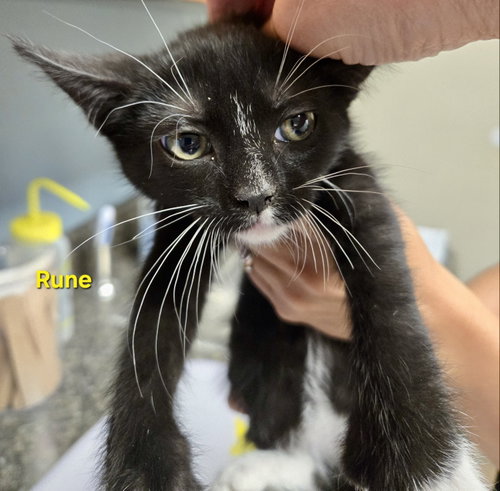 Rune, Baby Extra-Toes Cat (Hemingway Polydactyl) / Mixed, cat for adoption in New Brunswick, New Jersey