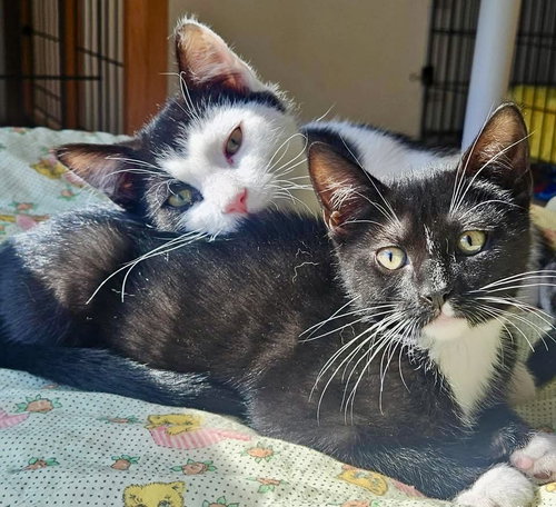 Rune, Baby Extra-Toes Cat (Hemingway Polydactyl) / Mixed, cat for adoption in Camden, New Jersey