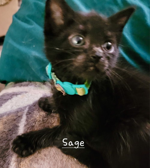 Sage, an adoptable Domestic Short Hair in Penndel, PA