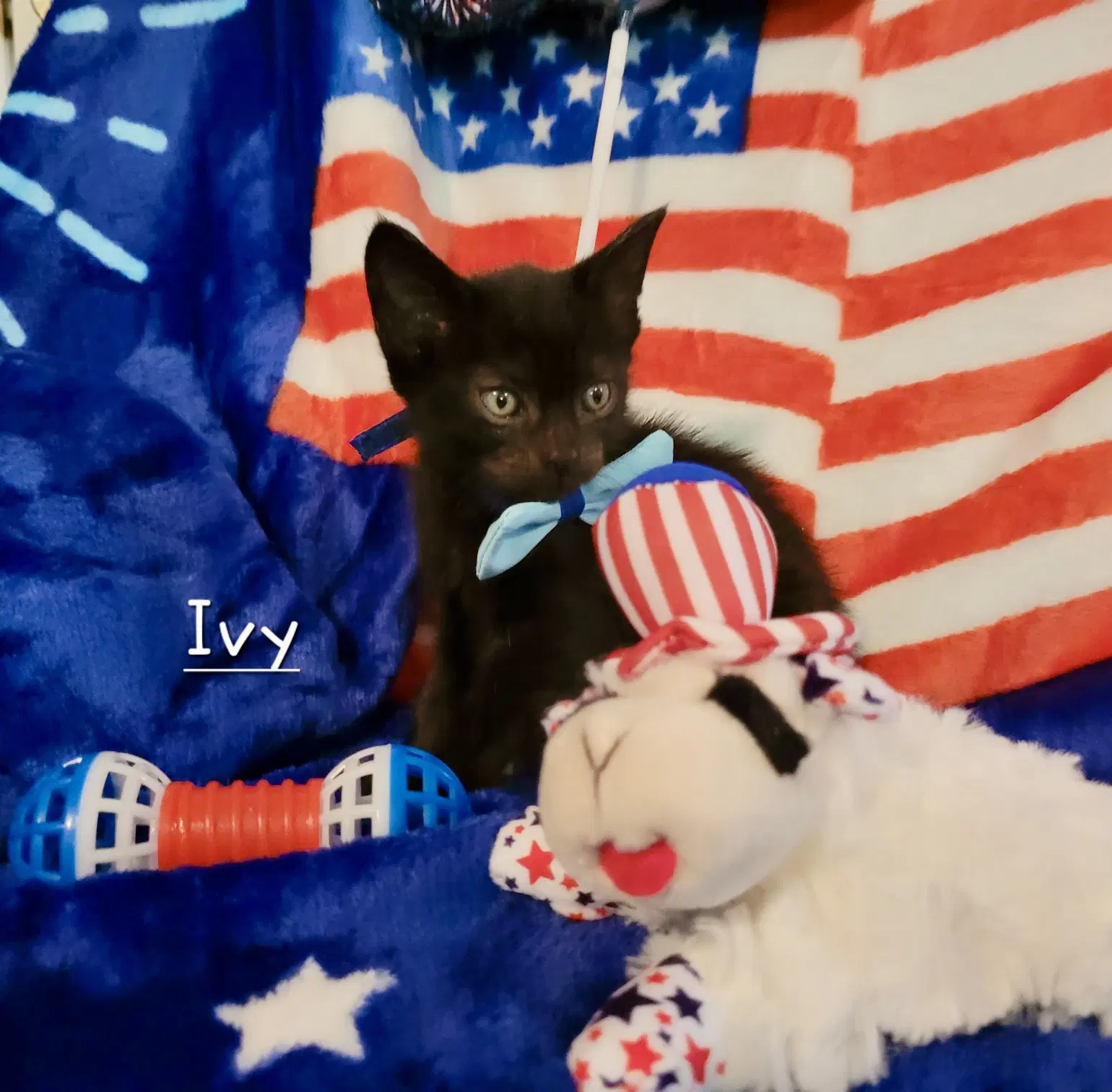 Ivy - Domestic Short Hair
