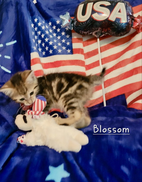 Blossom, an adoptable Domestic Short Hair in Penndel, PA