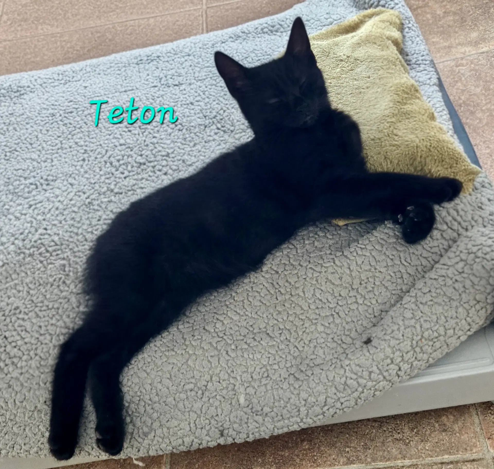 Teton image 2