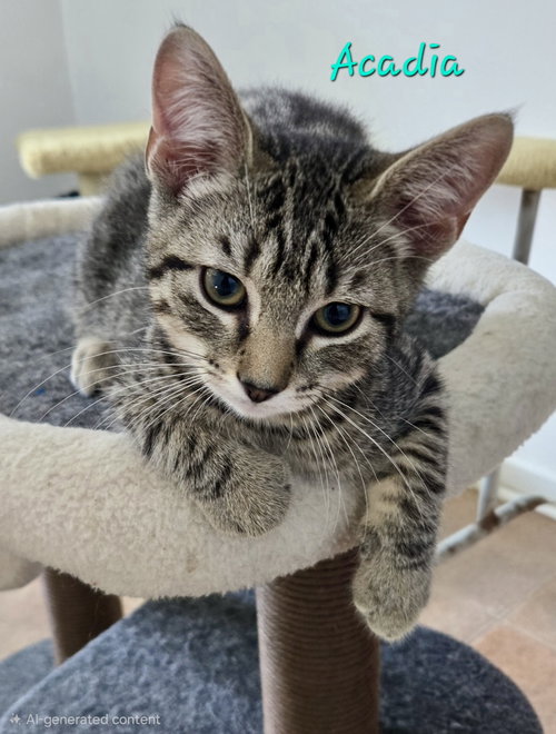 Acadia, a cat for adoption from Bingo's Foundation