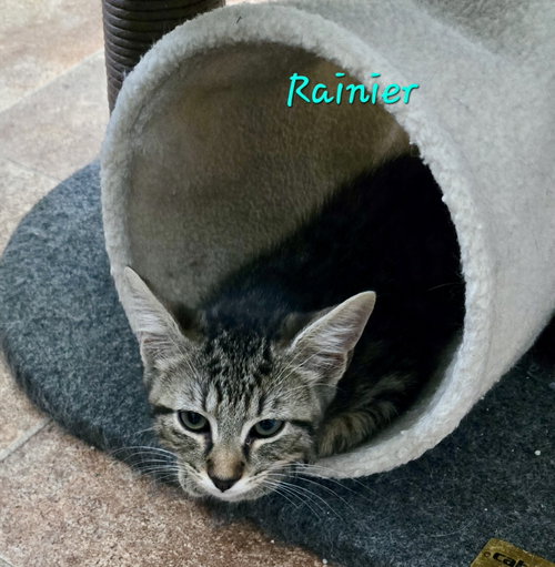 Rainier, a cat for adoption from Bingo's Foundation