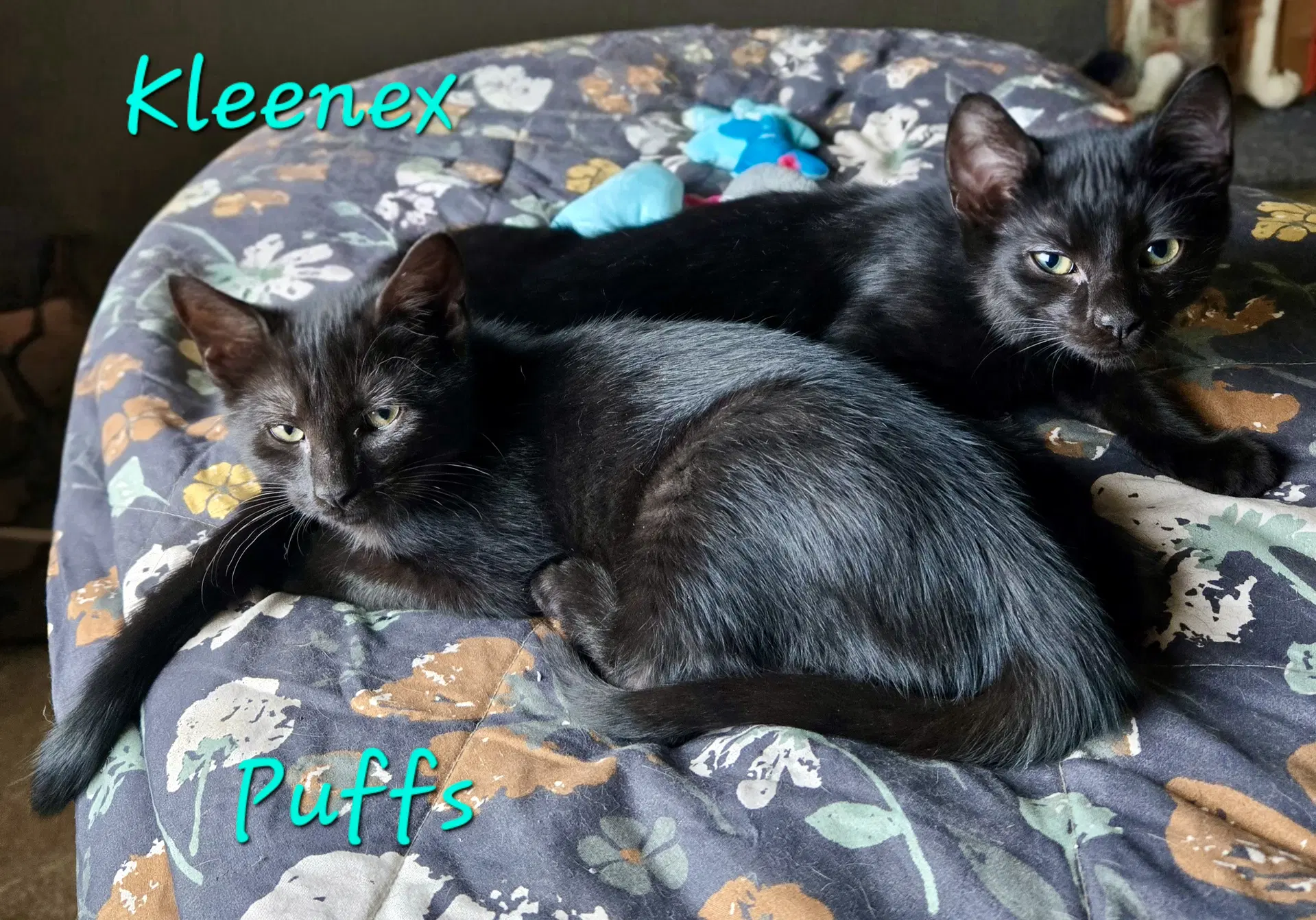 Kleenex - Domestic Short Hair