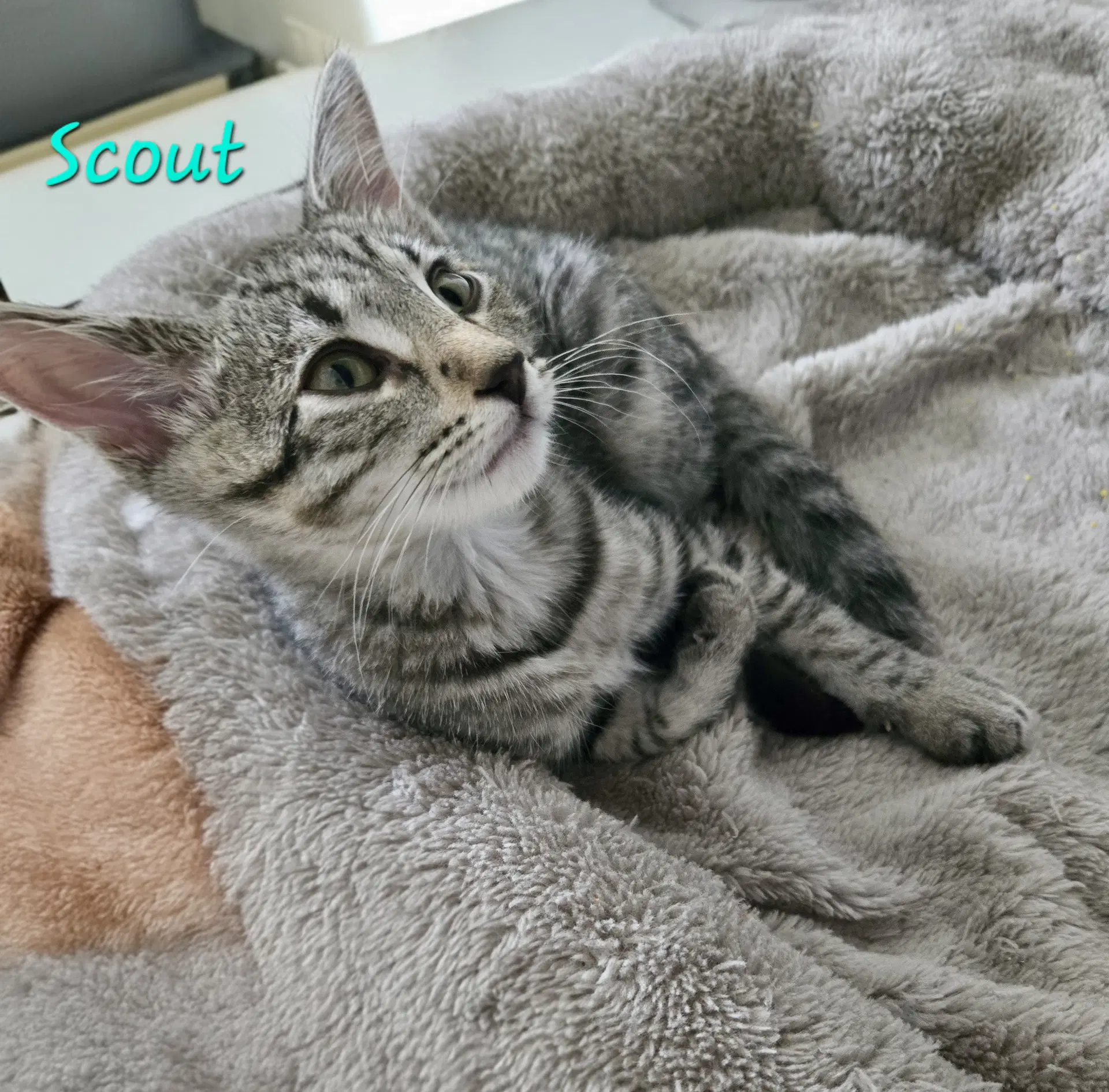 Scout - Domestic Short Hair