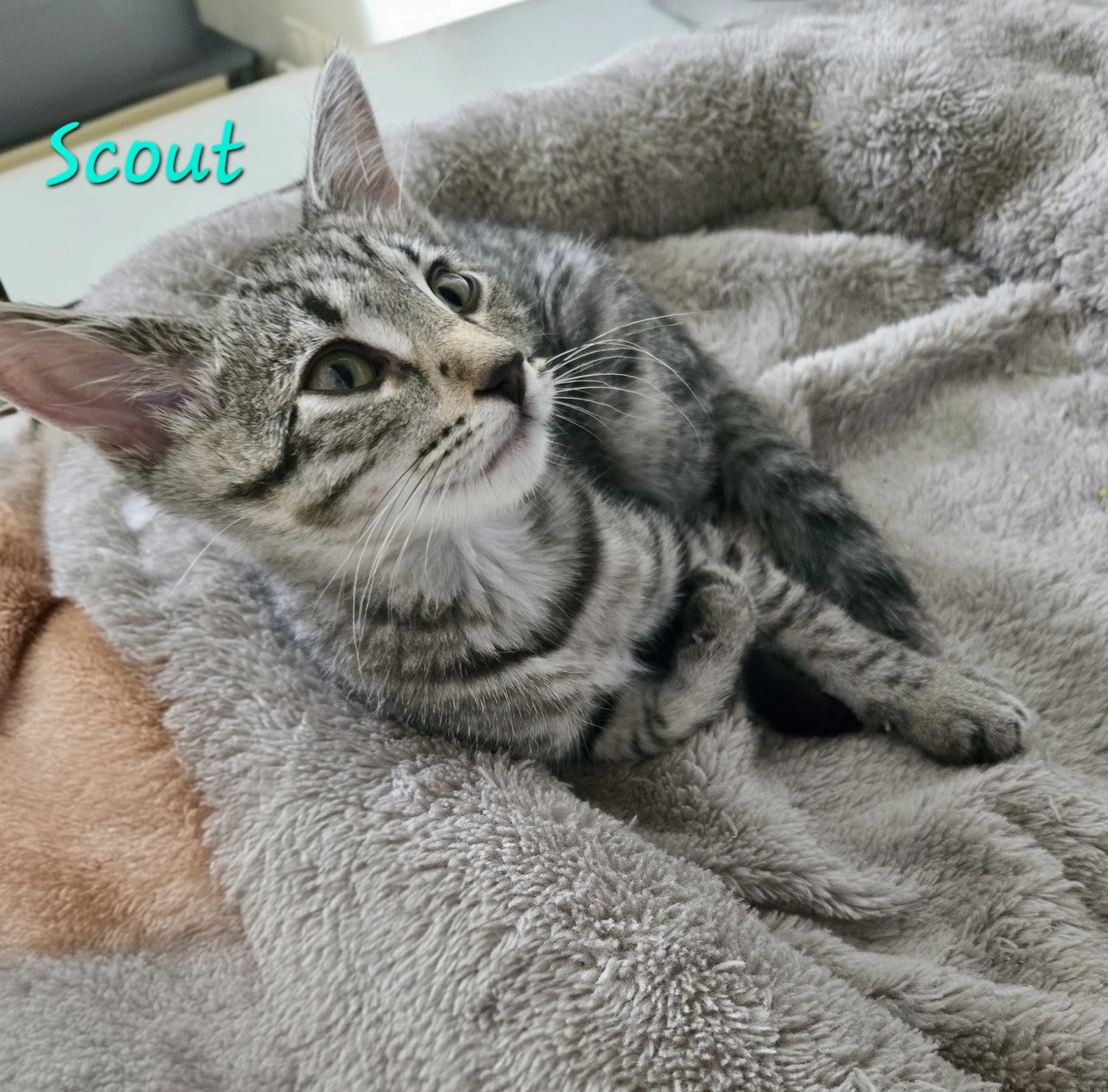 Scout