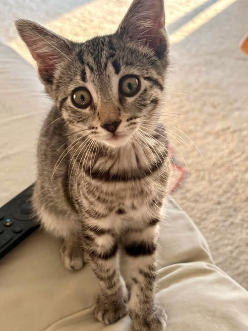Photo 2 of Scout