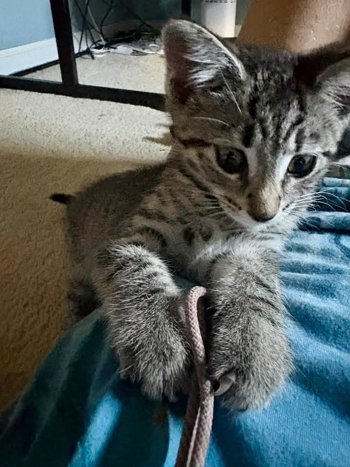 Scout, photo 3