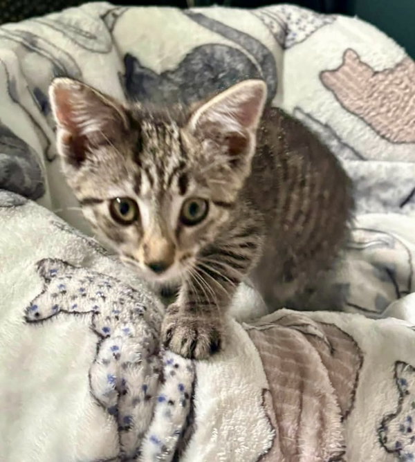 Scout