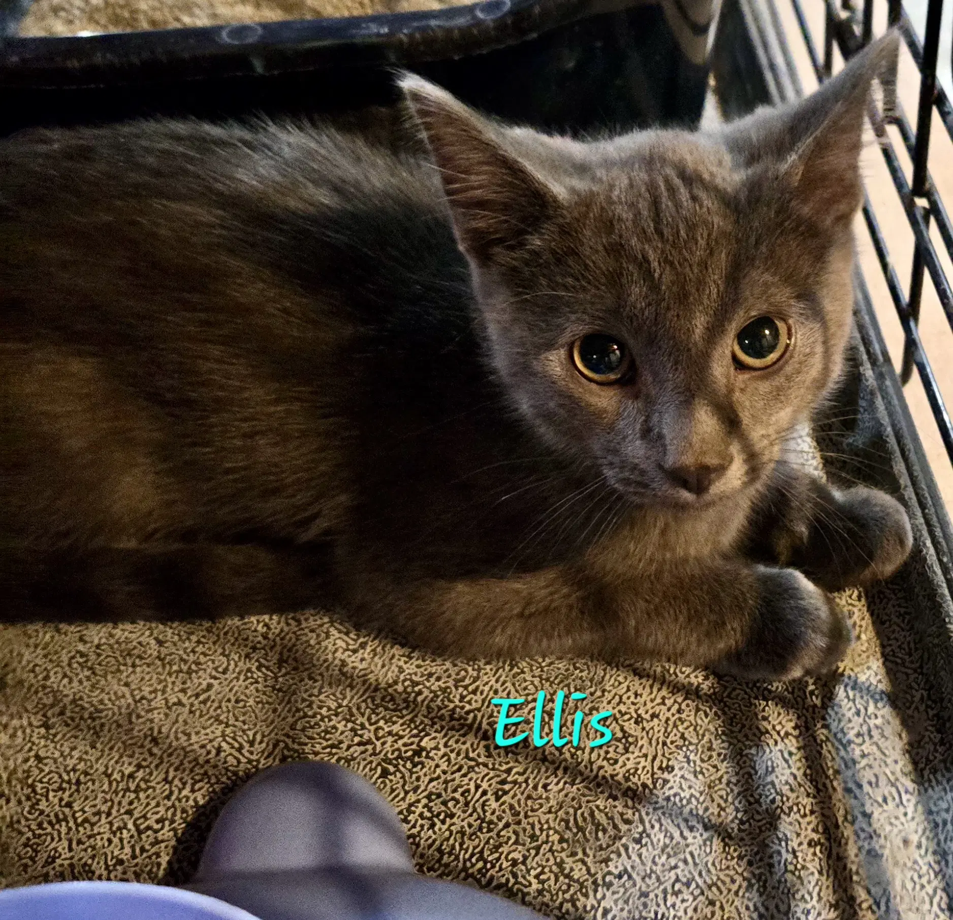 Ellis - Domestic Short Hair