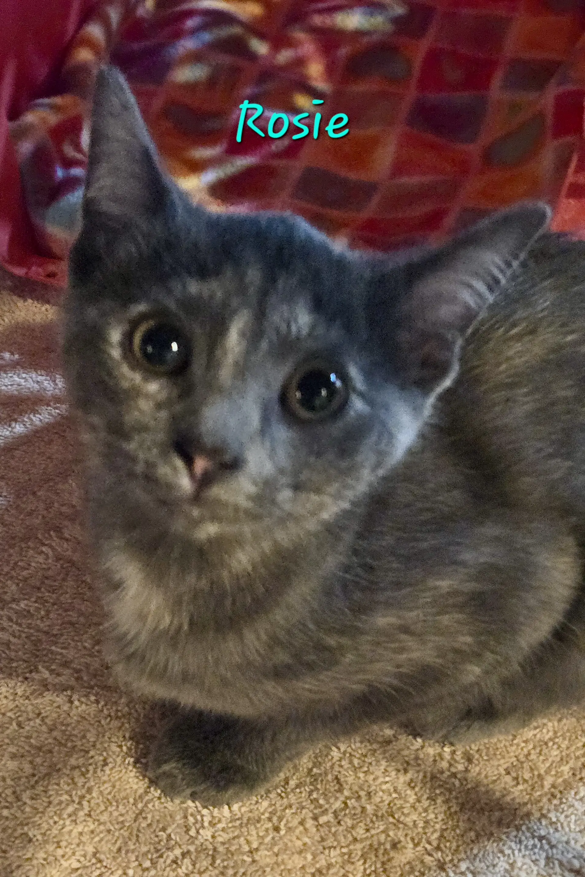 Rosie - Dilute Tortoiseshell