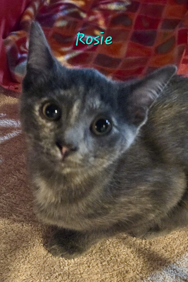 Rosie