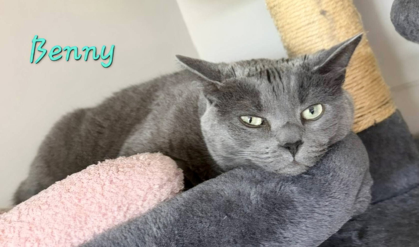 Benny, Russian Blue