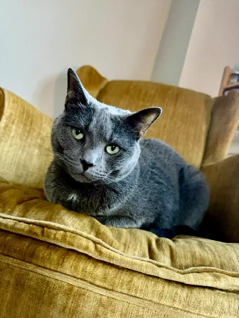 Benny image 3