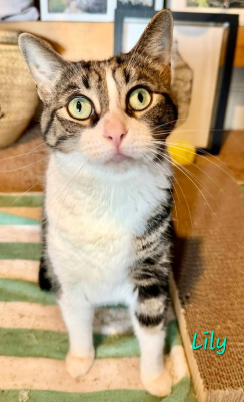 Lily, a cat for adoption from Bingo's Foundation
