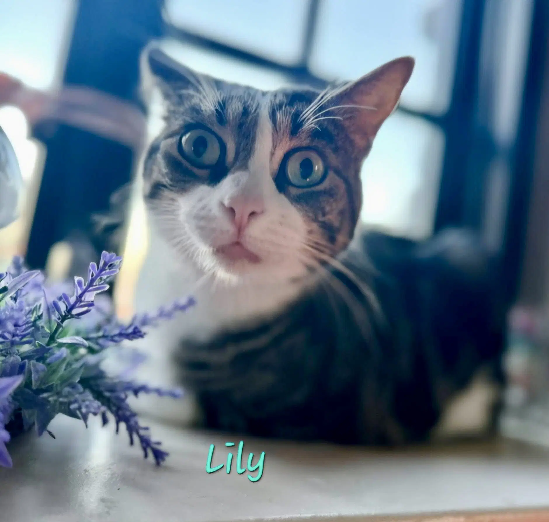 Lily image 2