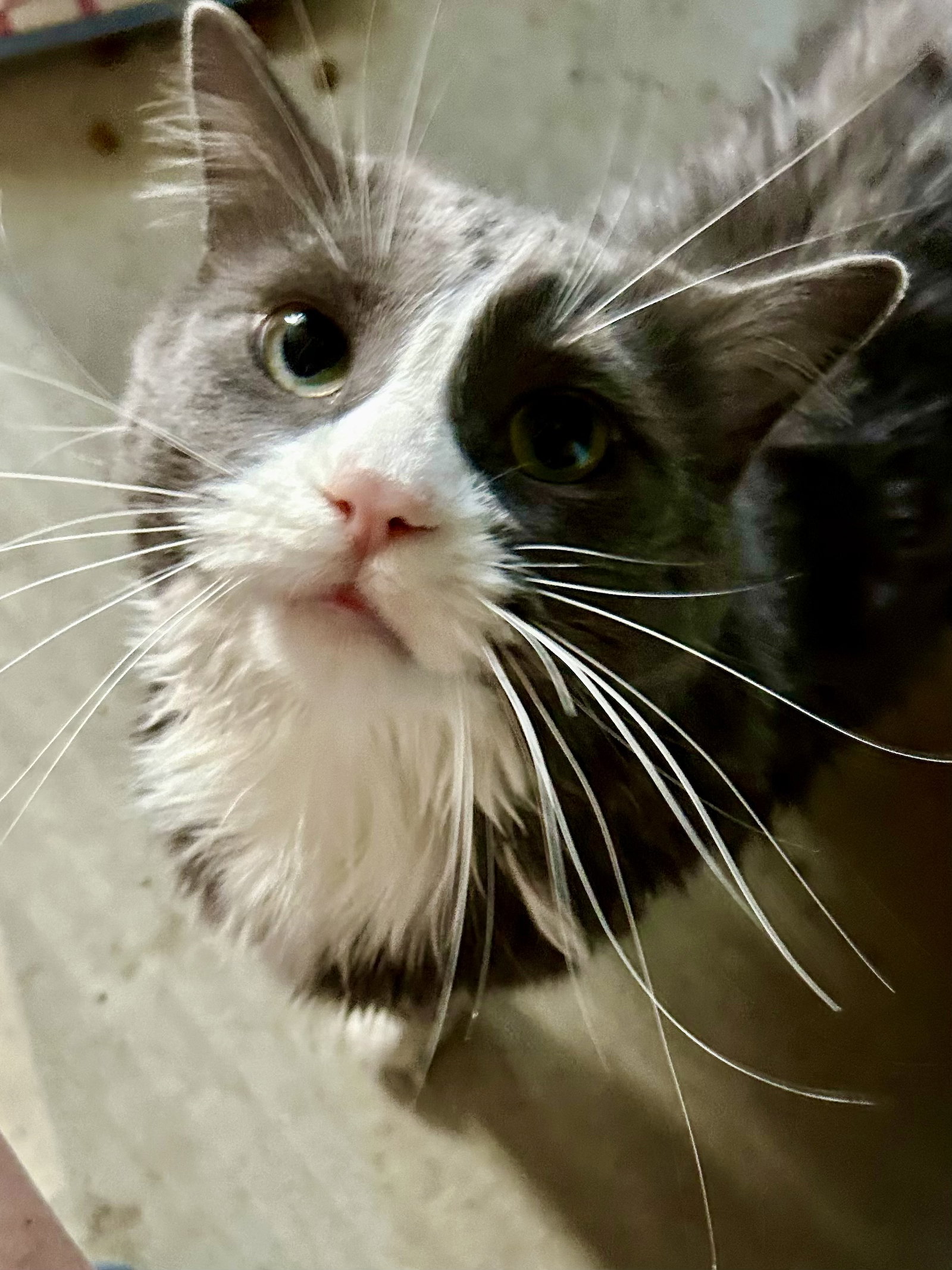 Remi, Domestic Medium Hair