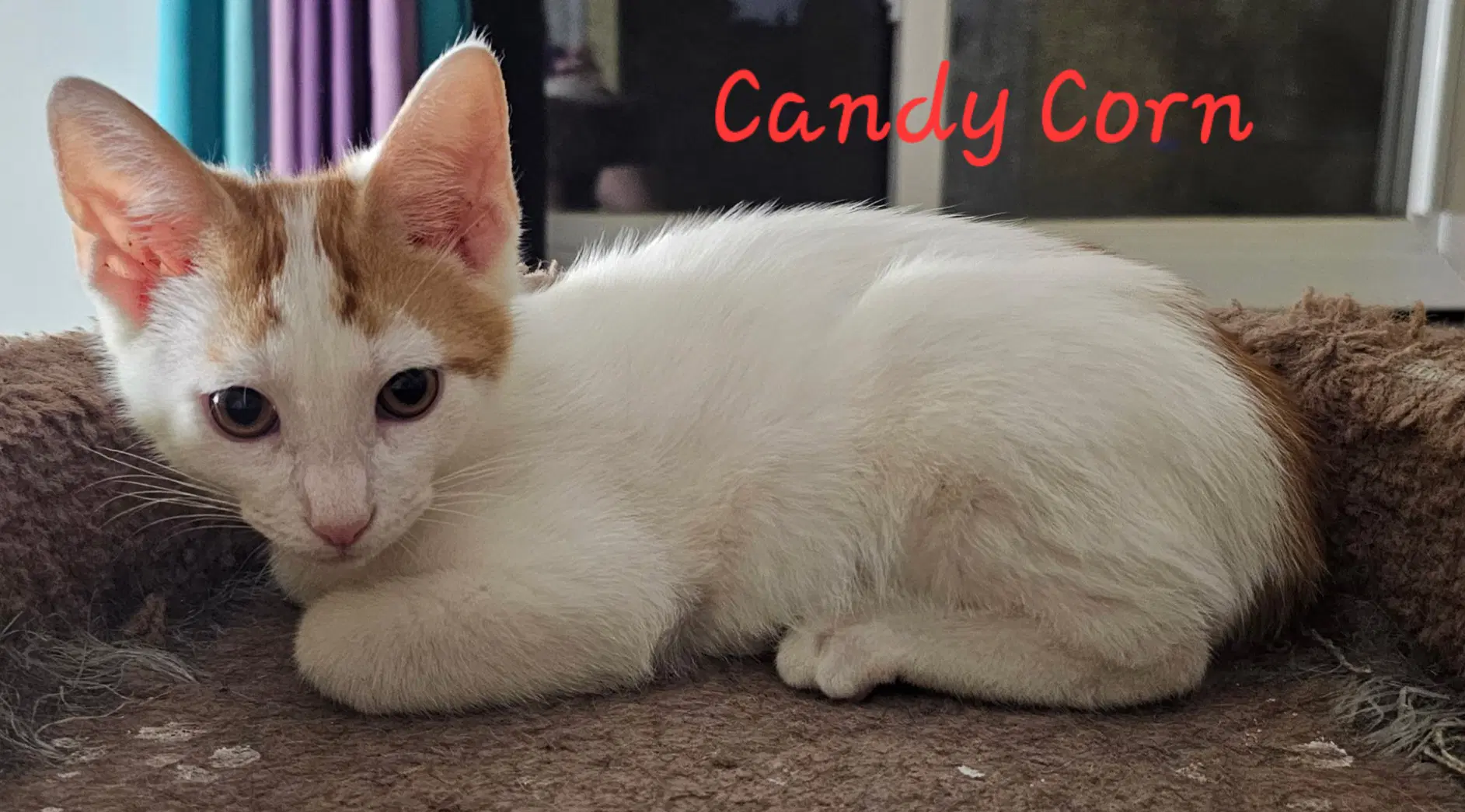 Candy Corn - Domestic Short Hair