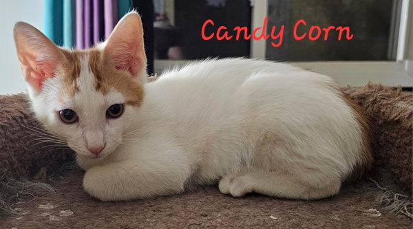 Candy Corn
